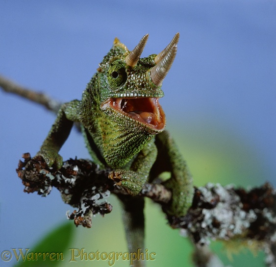 Male Jackson's or Three-horned Chameleon (Chamaeleo jacksonii) displaying at the approach of another male