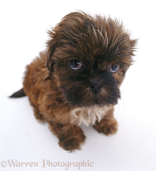 Shih-tzu pup, 7 weeks old, white background