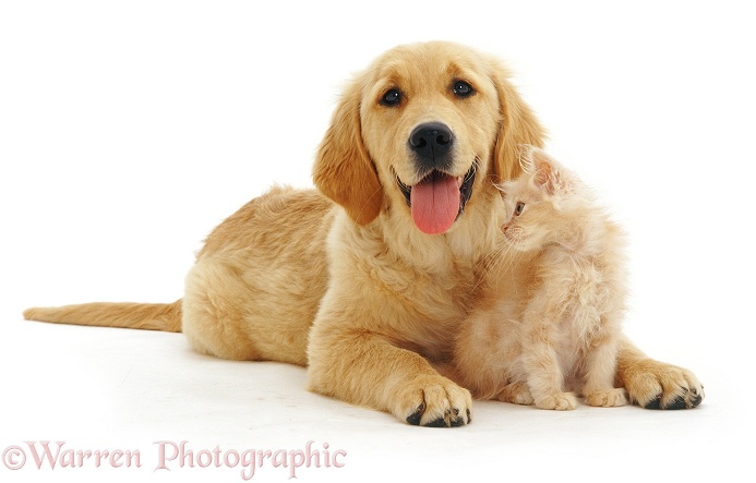 Golden Retriever pup Jasmine with golden kitten, white background