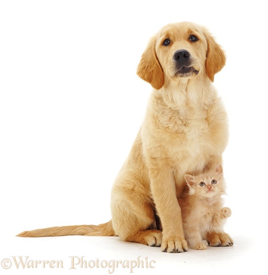 Golden Retriever pup with golden kitten, white background