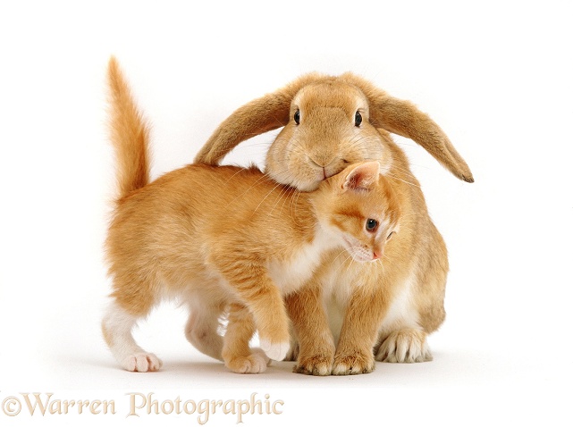 Ginger female kitten, Sabrina, rubbing against a young sandy lop rabbit, white background
