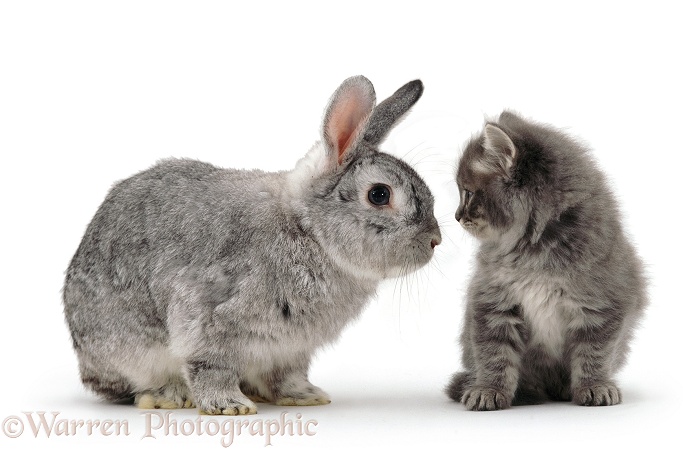 Grey Persian kitten with silver fox rabbit, white background