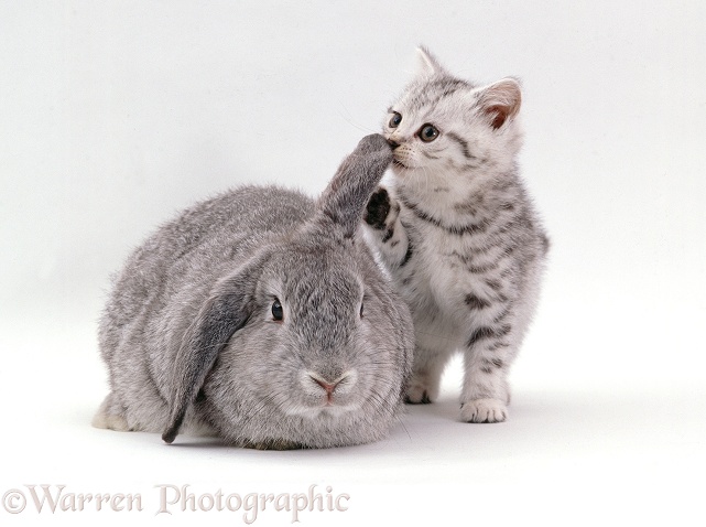 Silver spotted kitten and lop rabbit, white background