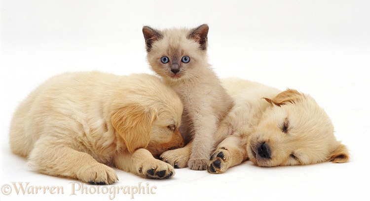 Birman kitten with sleepy Golden Retriever pups, 6 weeks old, white background