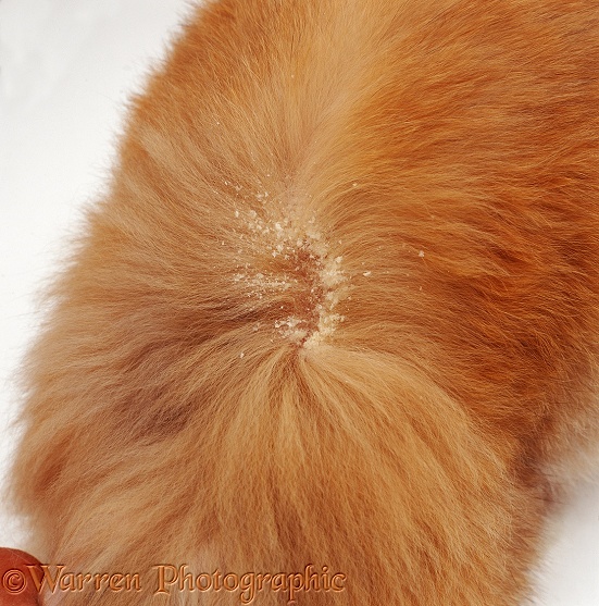 'Walking dandruff' caused by fur mites (Cheyletiella), white background