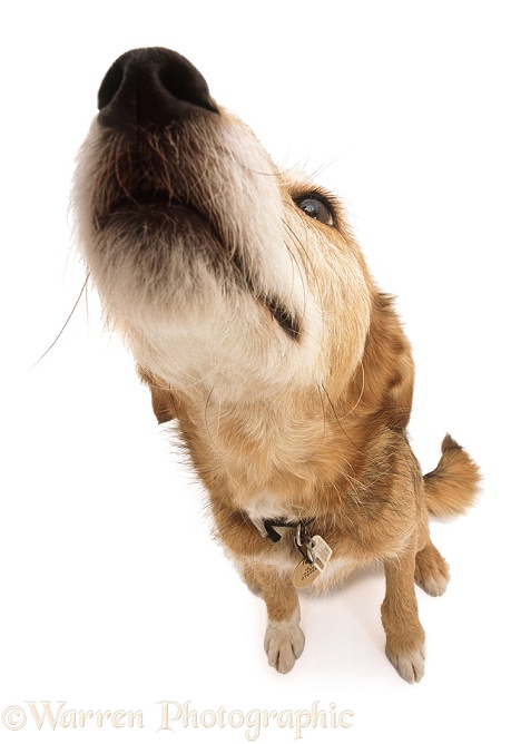 Lakeland Terrier x Border Collie Bess, white background