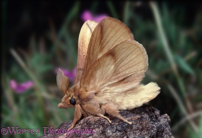 Drinker Moth (Philudoria potatoria) male warming up in preparation for flight