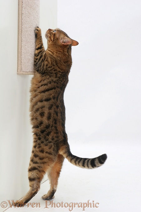 Bengal cat using a scratch-post, white background