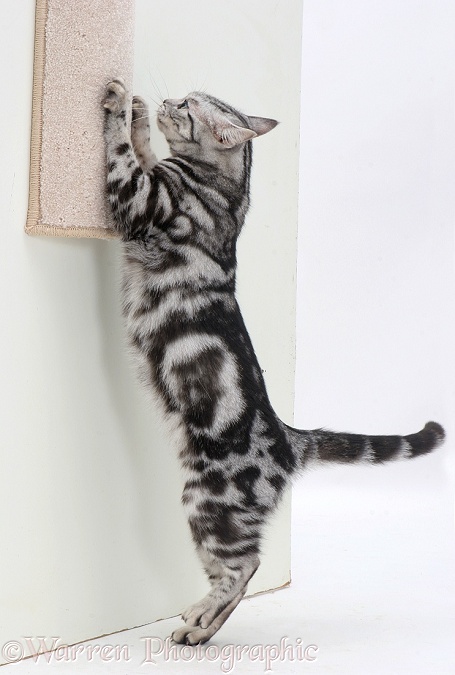 Silver tabby cat using a scratch-post, white background