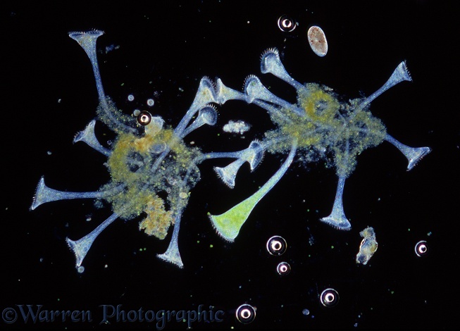 Stentor (Protozoa: Ciliata) two species in pond water