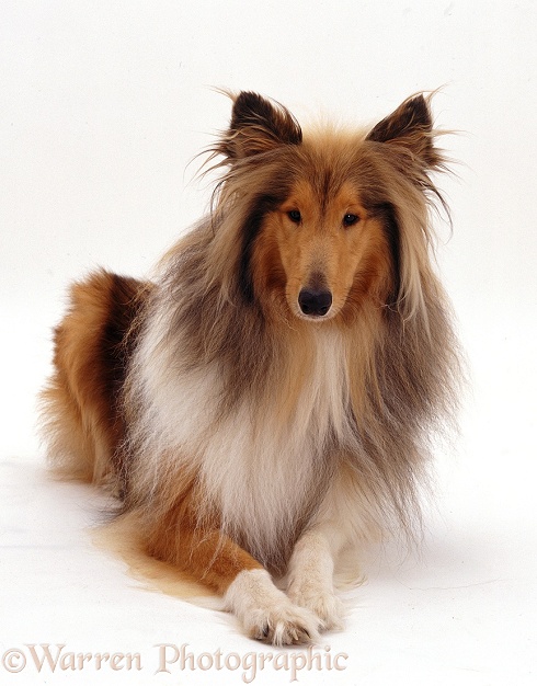Rough Collie Hadley lying, white background