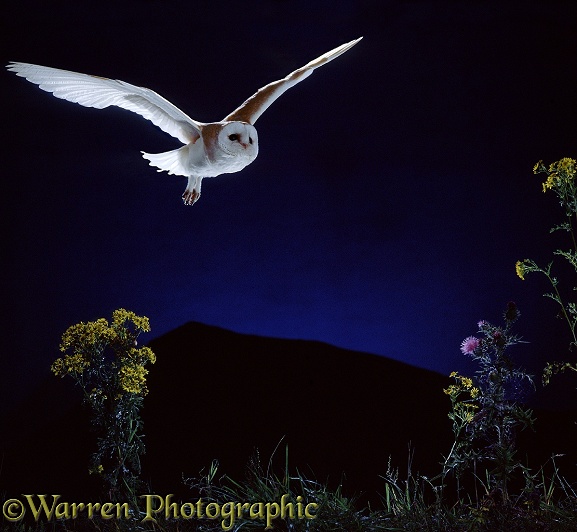 Barn Owl (Tyto alba) flying over ragwort.  Worldwide