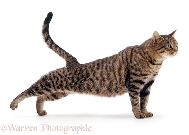 Tabby cat stretching, white background