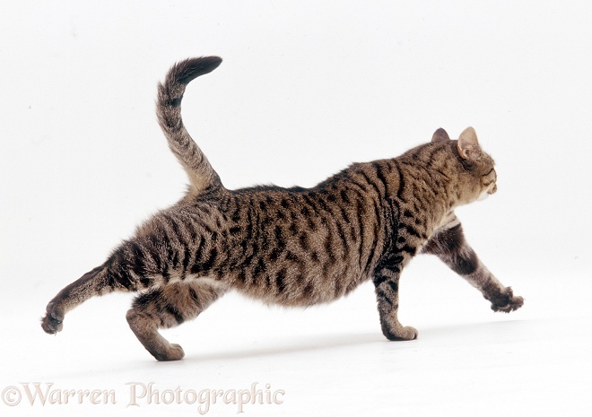 Brown spotted tabby cat stretching, white background