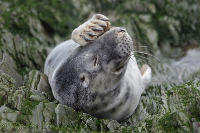 Grey Seal (Halichoerus grypus) pup