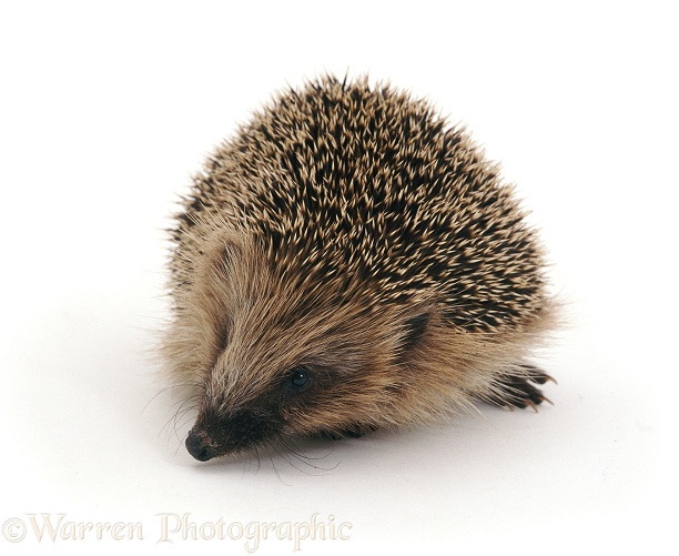 Hedgehog (Erinaceus europaeus) sniffing around, white background