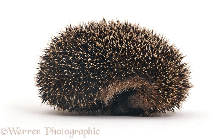 Hedgehog (Erinaceus europaeus) curled up, white background