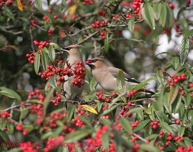 Waxwings (Bombycilla garrulus) feeding on cotoneaster berries in late winter.  Europe & Asia