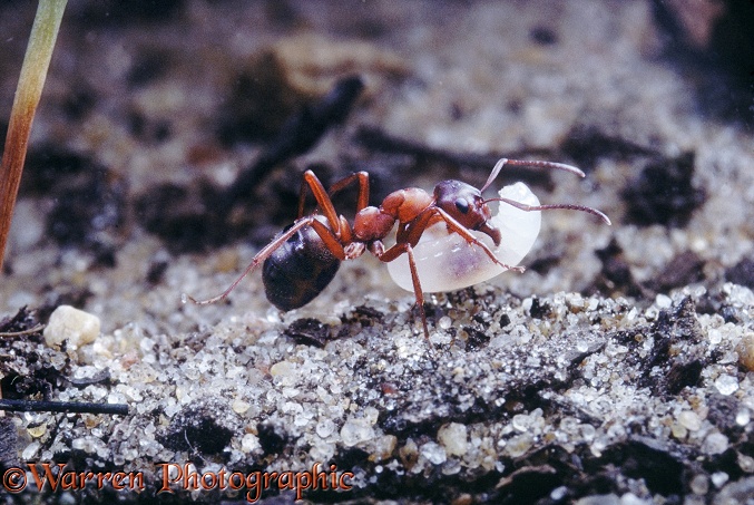 Slave-making Ant (Formica sanguinea) carrying a slave ant larva.  Europe