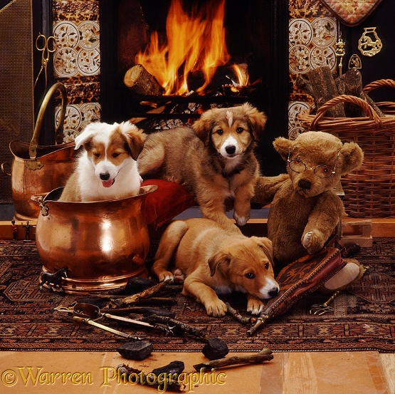 Border Collie pup Bubbles (in copper coal scuttle) with brothers Dylan and Jolly, 9 weeks old, with Grandpapa Bear, in front of Victorian fireplace