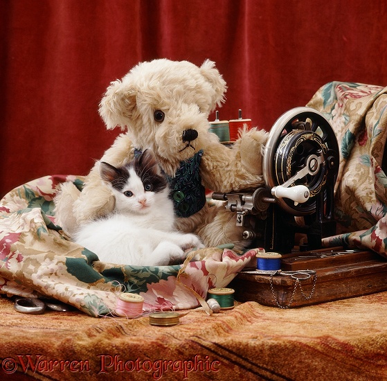 Black-and-white female kitten, 8 weeks old, with Honey Teddy Bear and 1920s sewing machine