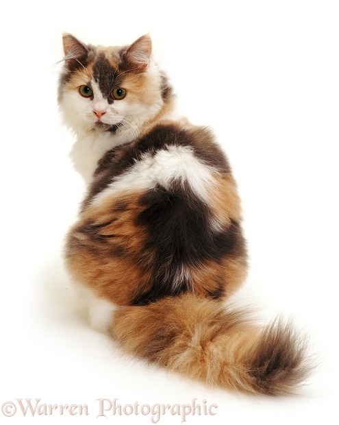 Tortoiseshell cat looking over its shoulder, white background