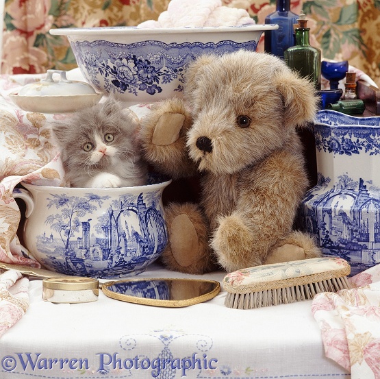 Blue bicolour Persian kitten Cobweb, 9 weeks old, with Brindle Teddy Bear and Victorian Staffordshire wash-stand set