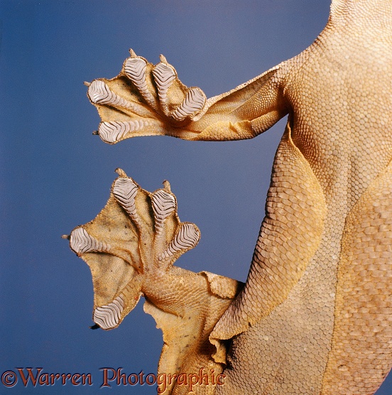 Feet of a Flying Gecko (Ptychozoon homalocephalum)