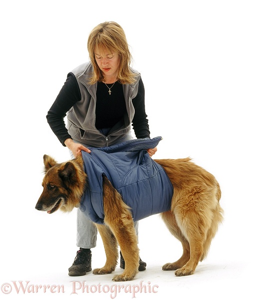 German Shepherd Dog Shamus, 11 years old, wearing owner's old body warmer to help him stand and walk, white background