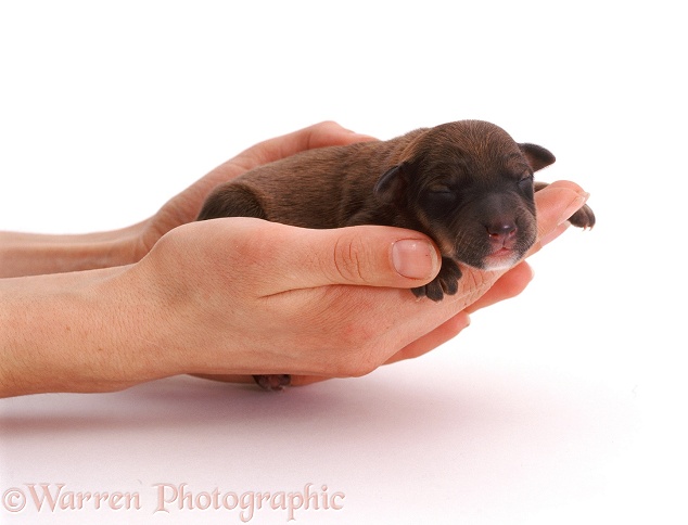 1 day old Lakeland Terrier x Border Collie puppy held in Hazel's hands, white background