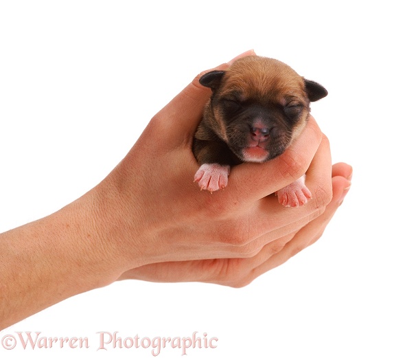 1 day old Lakeland Terrier x Border Collie puppy held in Hazel's hands, white background
