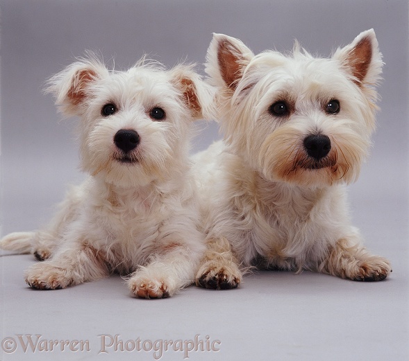 West Highland White Terrier and pup