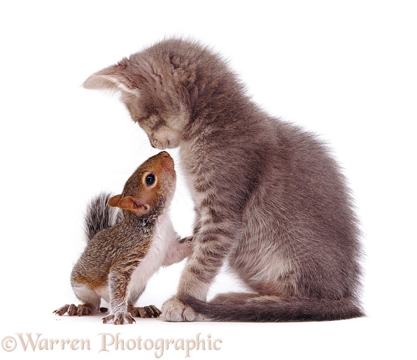 Grey Squirrel and grey kitten, white background