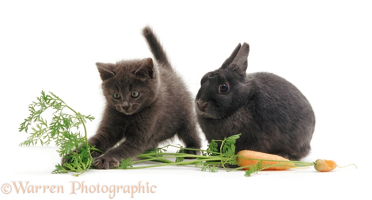 Grey kitten and rabbit with carrot, white background