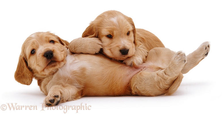 Two Golden Cocker Spaniel pups rolling, white background