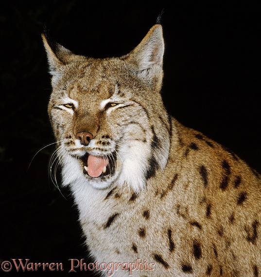 Eurasian Lynx (Lynx lynx) yawning