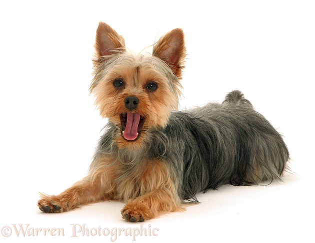 Yorkshire Terrier lying with head up and yawning, white background