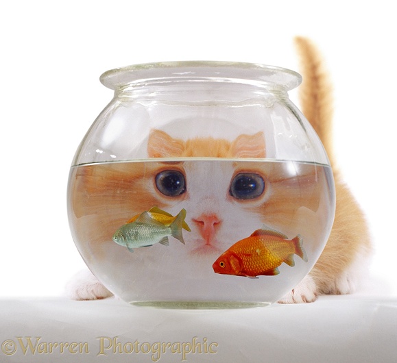 A young cat looking at a goldfish in a goldfish bowl, white background