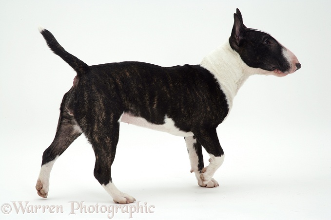 English Bull Terrier, white background