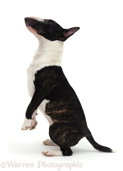 English Bull Terrier, white background