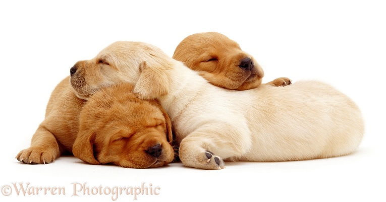 Sleeping Labrador pups, white background