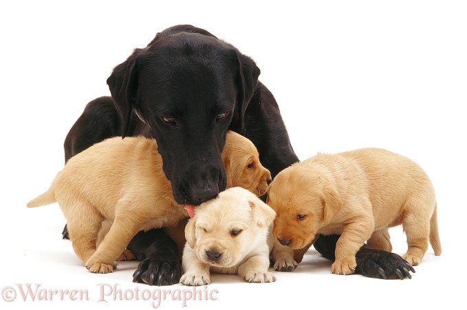 Labrador mother and pups, white background