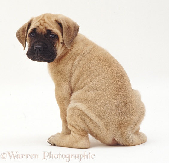 Mastiff bitch puppy, 8 weeks old, sitting and looking over her shoulder, white background