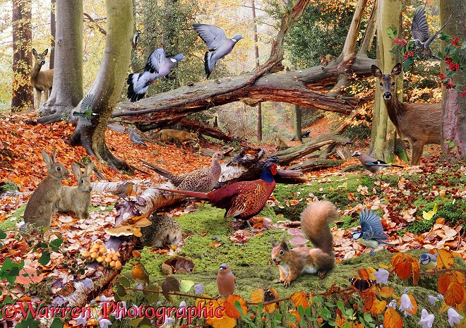 Wood Pigeons (Columba palumbus) in flight, Roe Deer (Capreolus capreolus), Red Squirrel (Sciurus vulgaris), Hedgehog (Erinaceus europaeus) and others in autumnal woodland scenery
