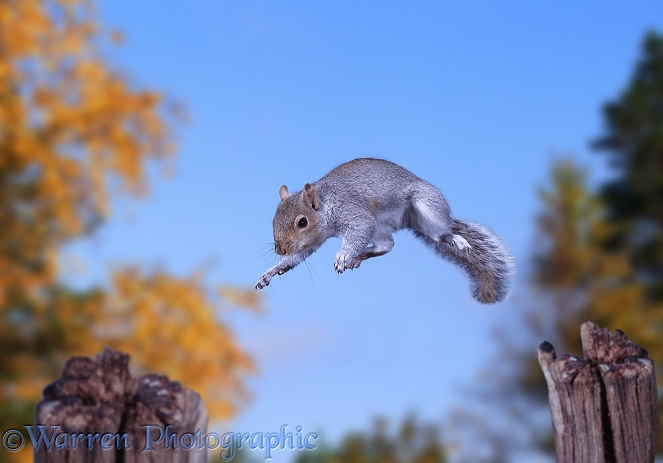 Grey Squirrel (Sciurus carolinensis) leaping gap between fence posts.  North America introduced elsewhere