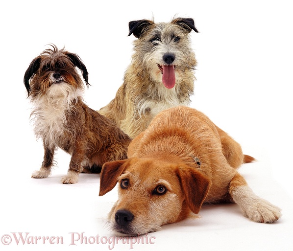 Lakeland Terrier x Border Collie bitch Tilly lying down with Tibetan Terrier-cross Daisy and Jack Russell Terrier cross Jorge behind, white background