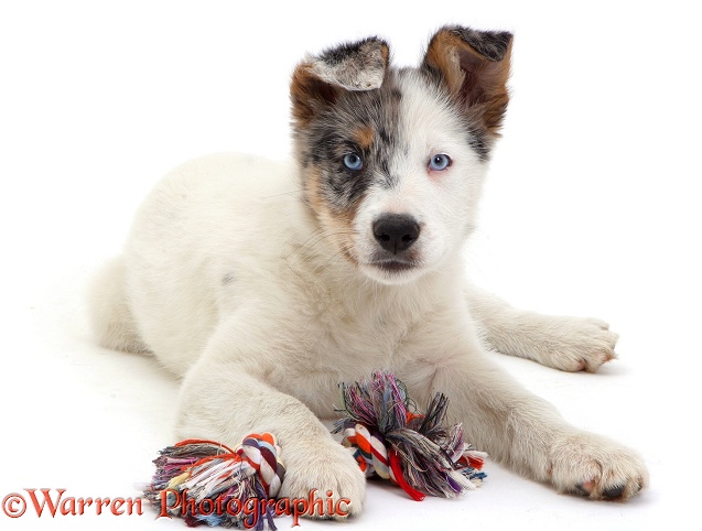Border Collie pup Kelpi with ragger, white background