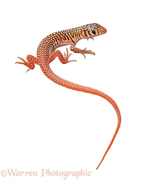 Western Sandvelt Lizard (Nucras tessellata).  Namib Desert, white background