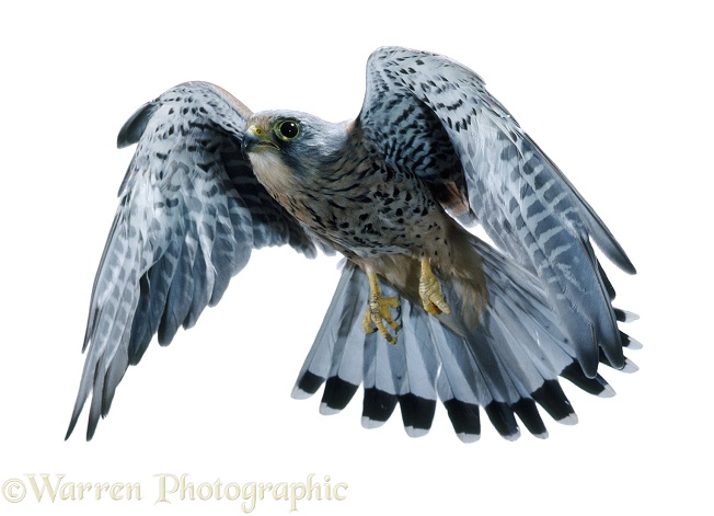 Kestrel (Falco tinnunculus) in flight, white background