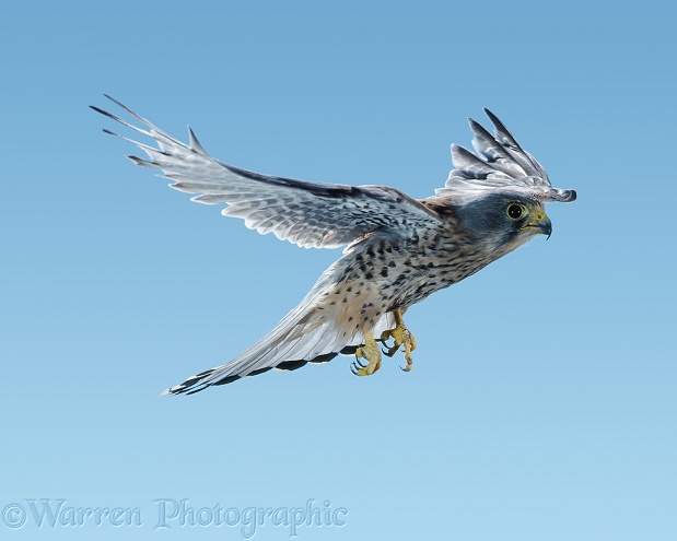 Kestrel (Falco tinnunculus) in flight.  Europe, Africa